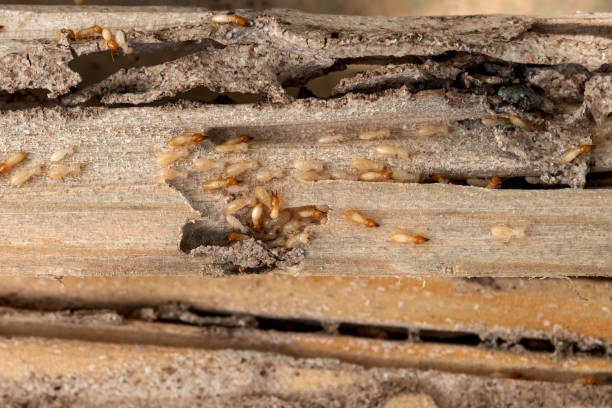 Wasp Removal Services in Castroville, CA