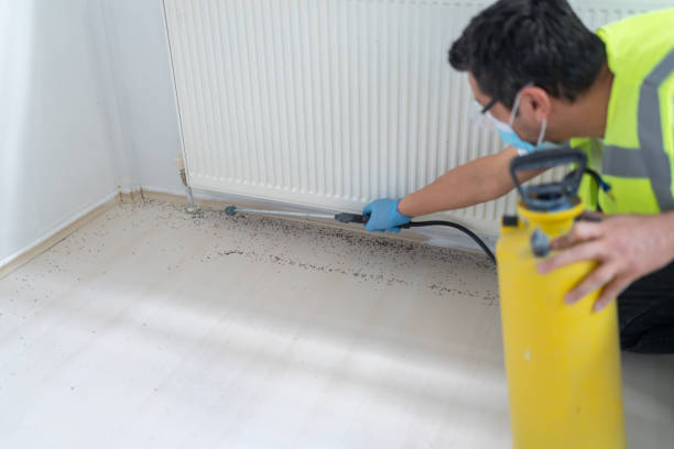 Best Termite Control Services  in Stroville, CA